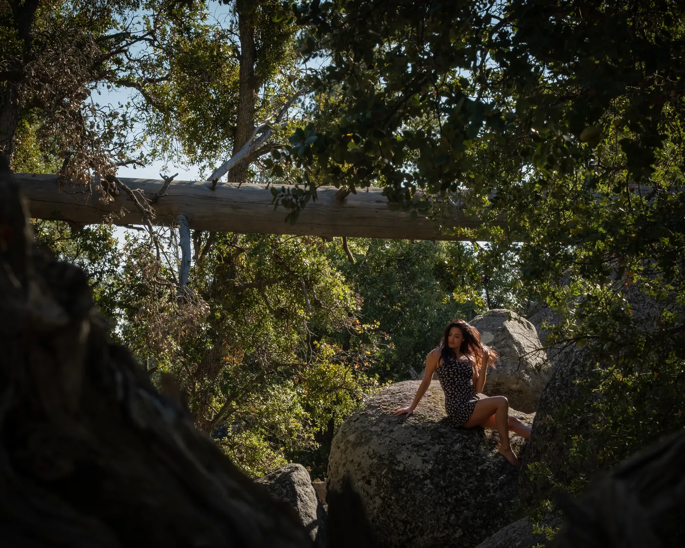 Late afternoon light through trees onto granite boulders at Fern Basin, California